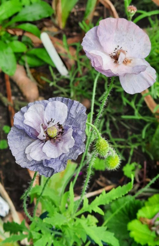 Amazing grey im August