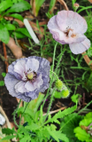 Amazing grey im August