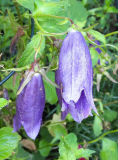 Campanula im August