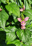Chelone