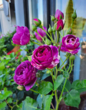 Rose Minverva im August
