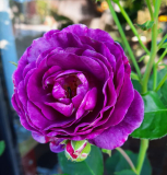 Rose Minerva Detail