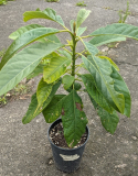 Avocado 1