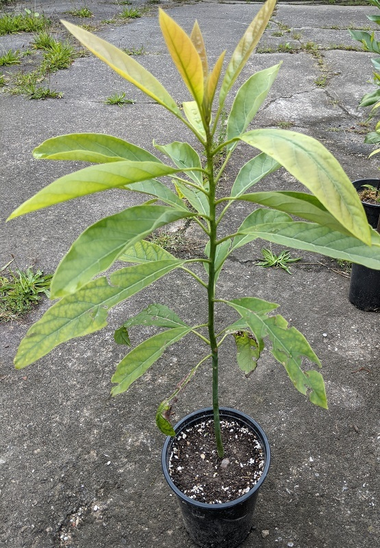 Avocado 2