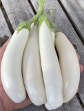 Aubergine