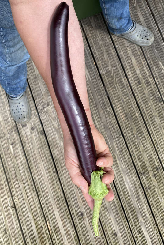 Aubergine2