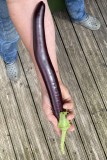 Aubergine2