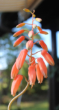 Aloe descoingsii