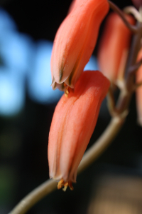Aloe descoingsii