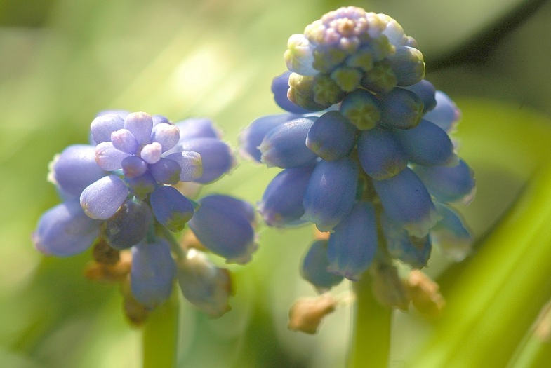 Muscari