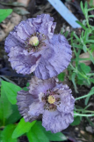 Papaver Amazing Grey