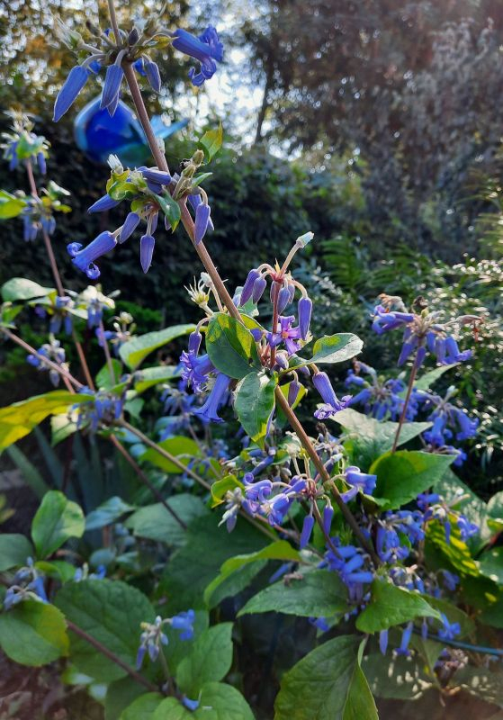 Staudenclematis im Sept