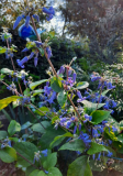 Staudenclematis im Sept