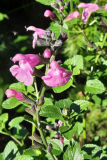 Salvia im sep