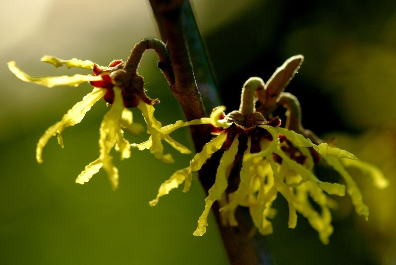 Hamamelis