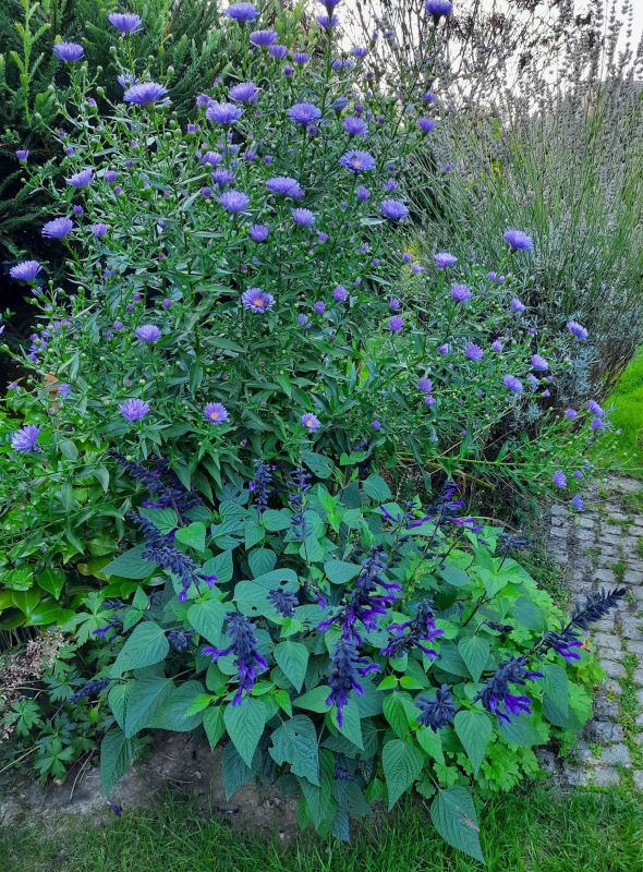 Herbstaster und Salvia