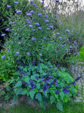 Herbstaster und Salvia