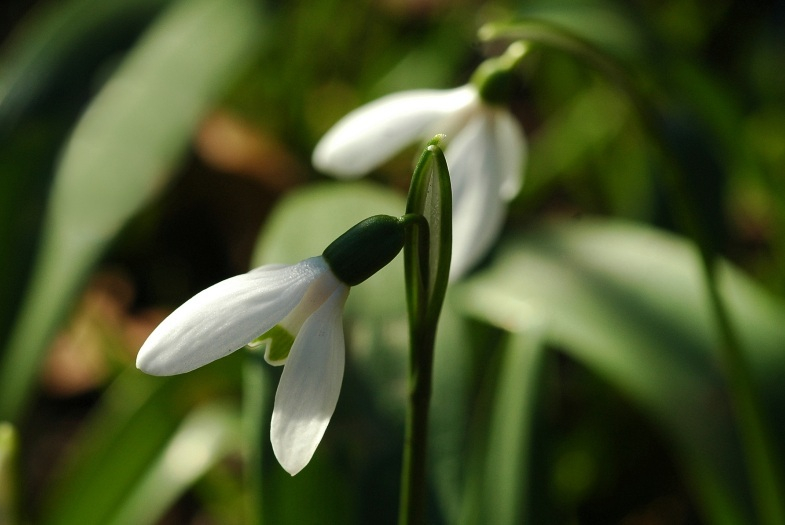 Galanthus
