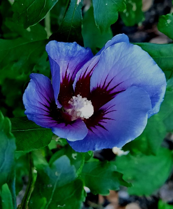 Hibiskus Oisseau Bleu