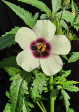 Hibiskus Cannabinus