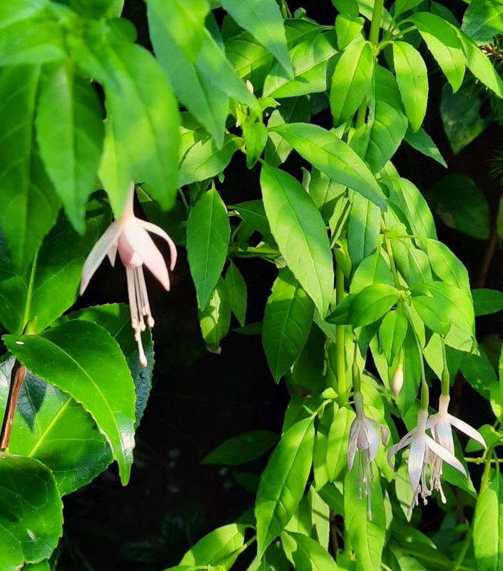 Engl. Fuchsie