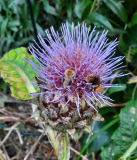 Artischocke mit bissiger Besucherin