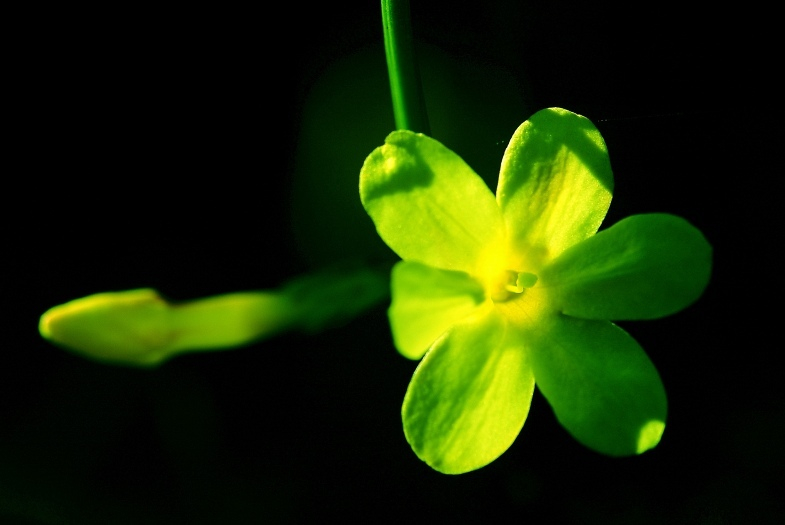 Winterjasmin