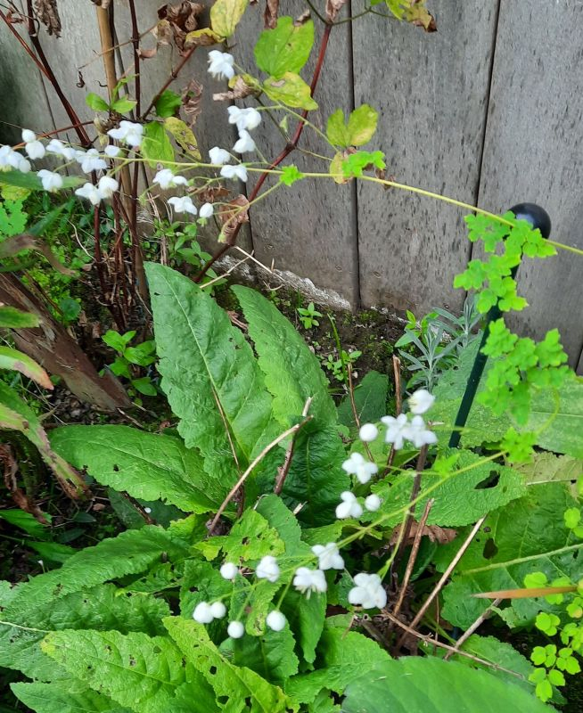 Thalictrum?