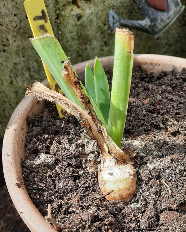 Iris Tropical Delight