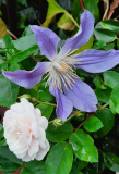 Blue River Diversifolia de Boettcher
