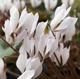 Cyclamen intaminatum