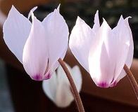 Cyclamen cilicium