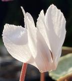 Cyclamen cilicium
