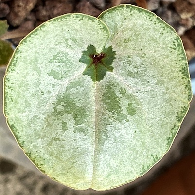 Cyclamen cilicium