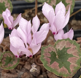 Cyclamen mirabile