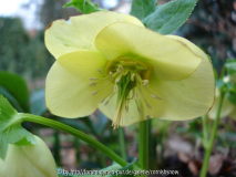 Helleborus x Orientalis gelb