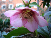 Helleborus x orientalis rosa