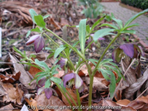 Helleborus croaticus II