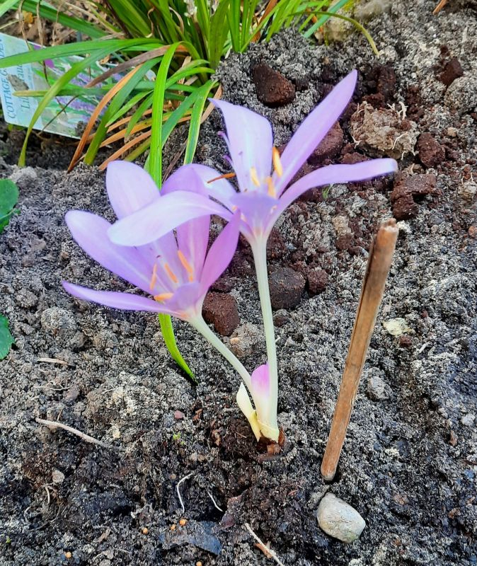 Colchicum parnassicum