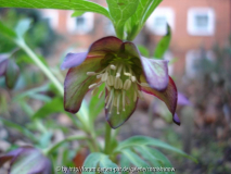 Helleborus croaticus III