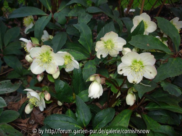 Helleborus x ericsmithii 2007