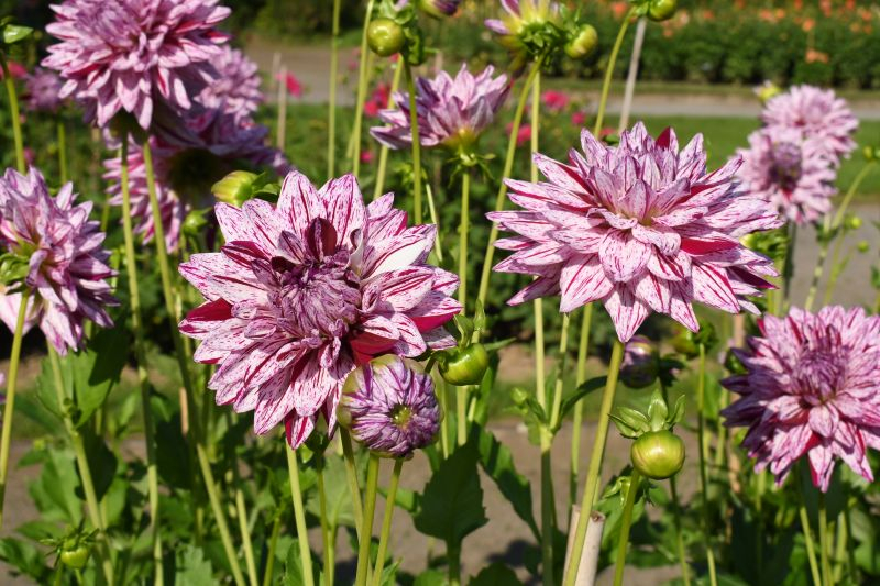 Blackberry Ripple