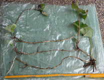 Petasites fragrans Rhizome