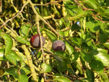 Pflaume Quastenberg