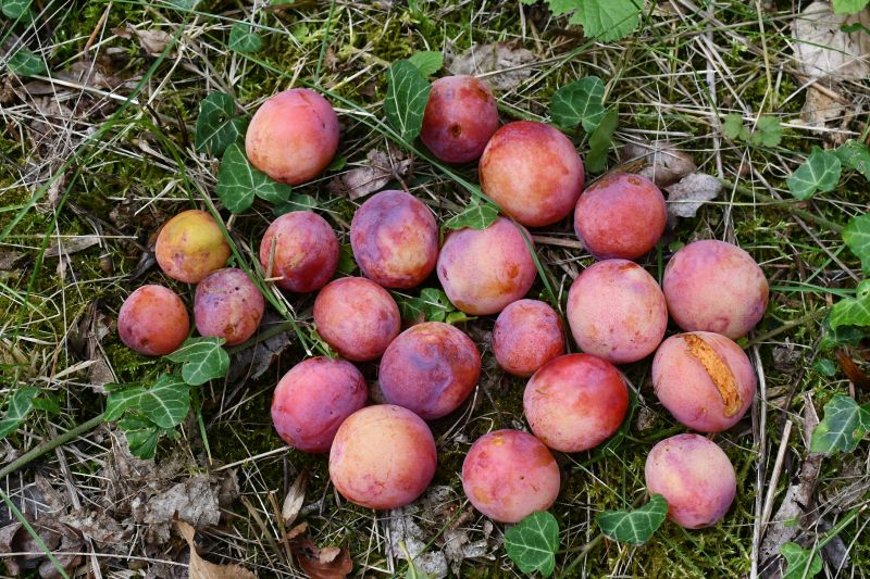 Sämlingsfrüchte Königin Victoria