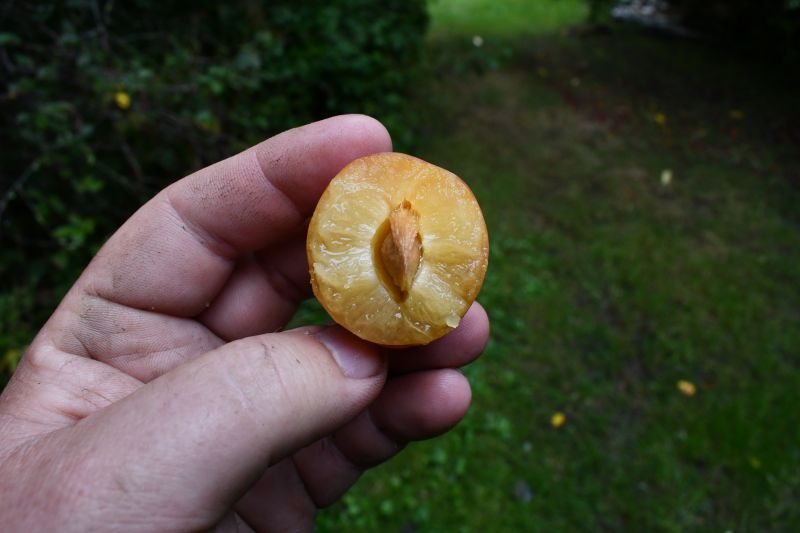 Sämlingsfrüchte Königin Victoria