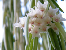 Hoya linearis
