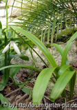 galanthus.jpg