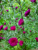 Aster pink