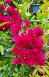 Bougainville im Herbst